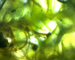 Campylophyllopsis hispidula