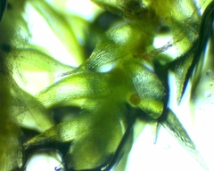 Campylophyllopsis hispidula