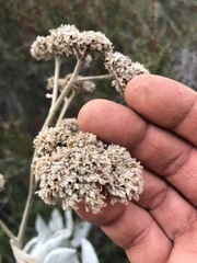 Eriodictyon tomentosum