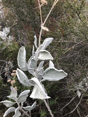 Eriodictyon tomentosum