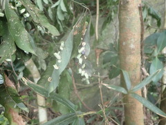 Daphnephila urnicola