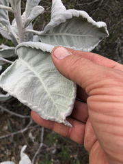 Eriodictyon tomentosum