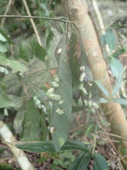 Daphnephila urnicola