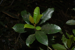 Symplocos adenophylla