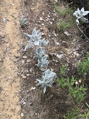 Eriodictyon tomentosum