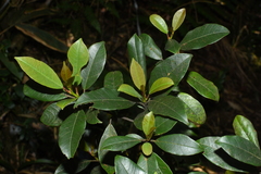 Symplocos adenophylla