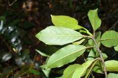 Symplocos adenophylla