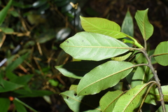 Symplocos adenophylla
