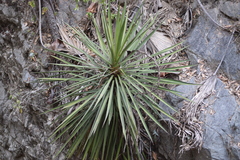 Yucca capensis