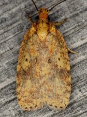 Agonopterix robiniella