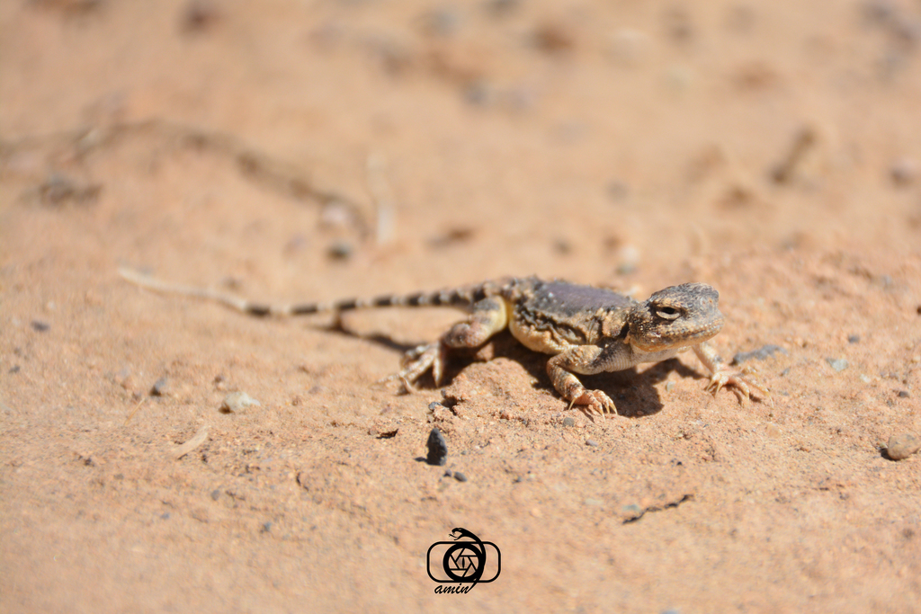 Gray Toad head Agama