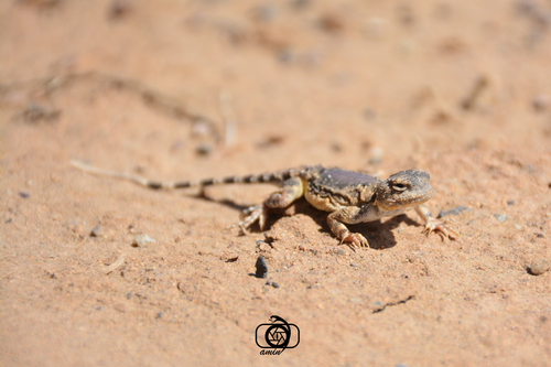 Gray Toad head Agama