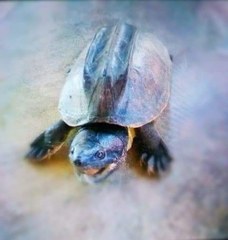 Staurotypus