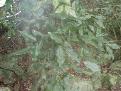 Beilschmiedia erythrophloia