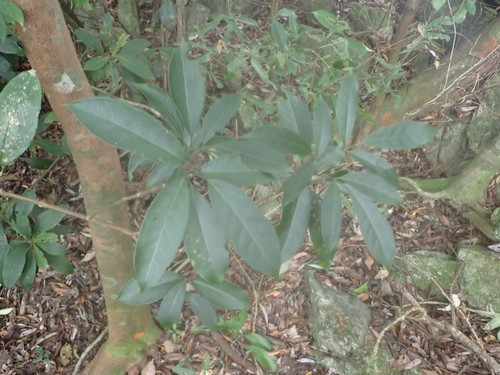 Turpinia ternata iNat (1)