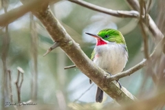 Todus angustirostris