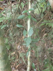 Urceola rosea