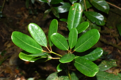 Daphniphyllum