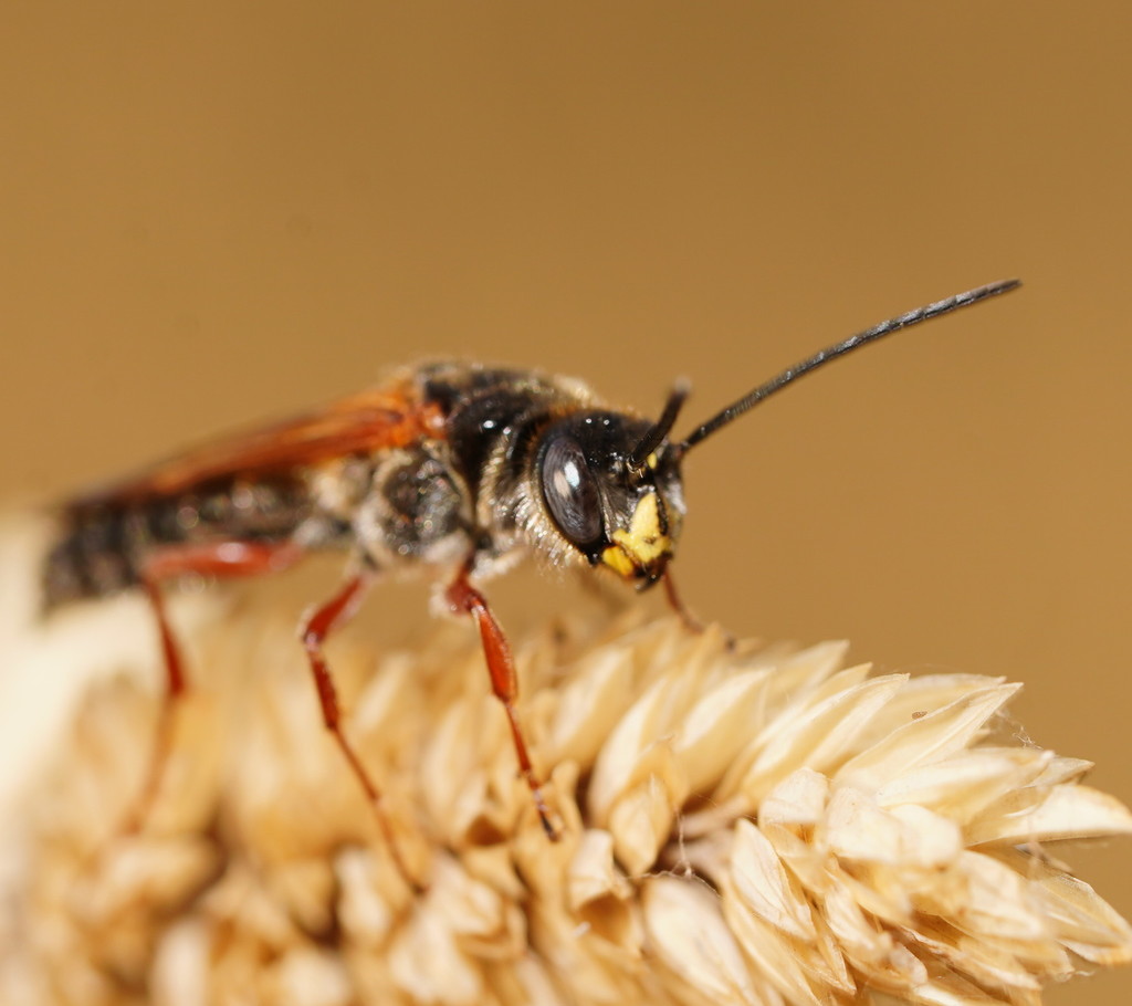 Thynnoides binghami
