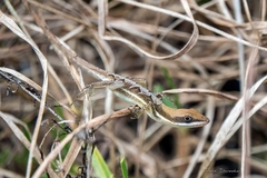 Anolis semilineatus