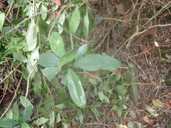 Myrsinoideae