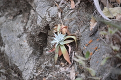 Dudleya nubigena