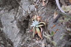 Dudleya nubigena