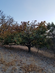 Quercus resinosa