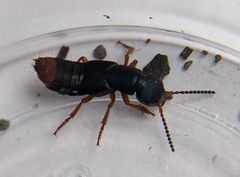 Dinothenarus saphyrinus