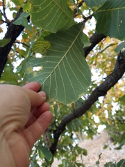 Quercus resinosa