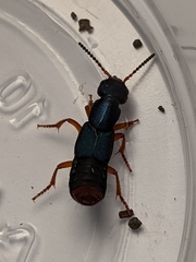 Dinothenarus saphyrinus