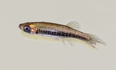 Fundulus lineolatus