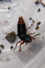 Dinothenarus saphyrinus