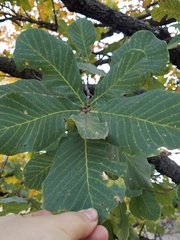 Quercus resinosa