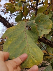 Quercus resinosa