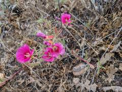 Clarkia speciosa