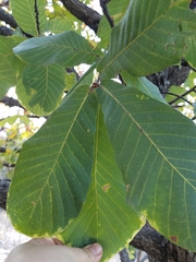 Quercus resinosa