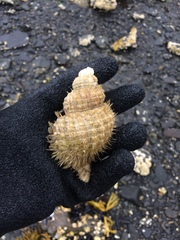 Fusitriton oregonensis