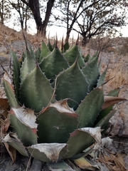Agave guadalajarana