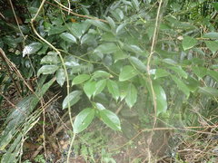 Cryptocarya chinensis