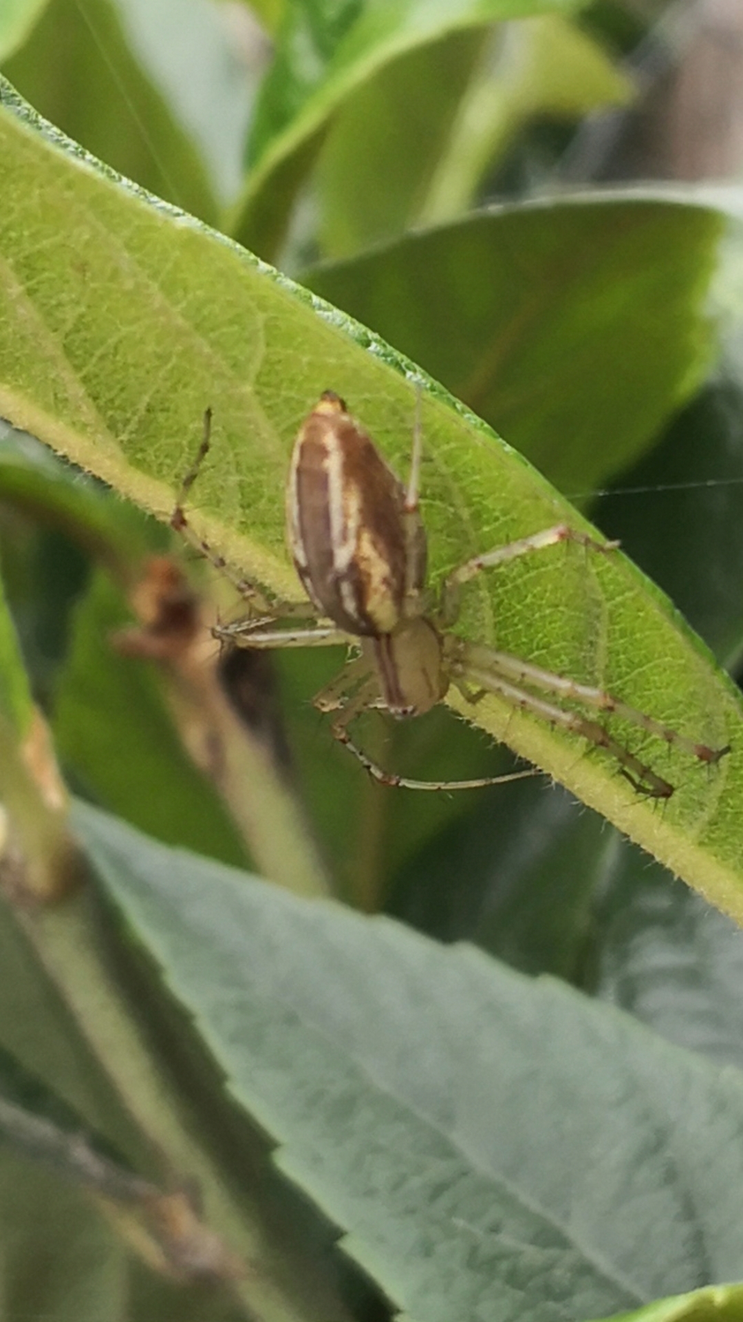 Peucetia image
