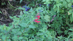 Salvia fulgens