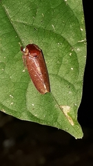 Curtara