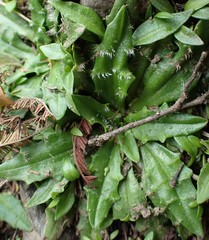 Plantago paradoxa