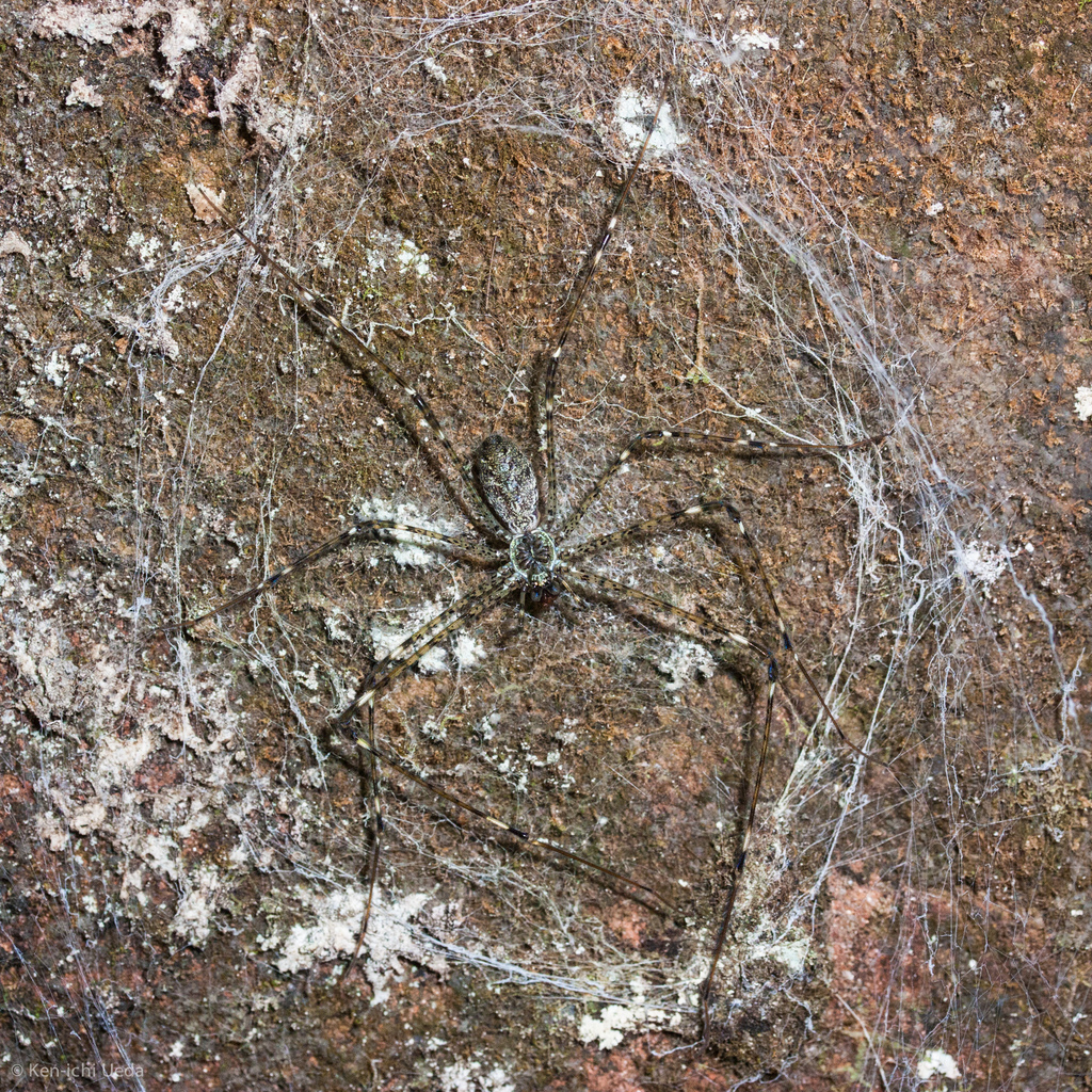 Pocock's Lampshade-web Spider