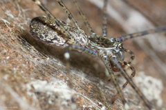 Hypochilus pococki
