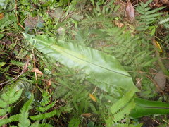 Aspleniaceae