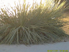 Aciphylla subflabellata