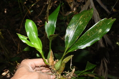 Coelogyne