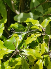 Phasmatinae